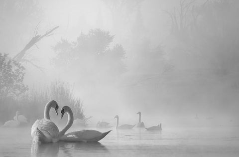morning fog on swan lake Black Ornate Wood Framed Art Print with Double Matting by Liu, Dawei
