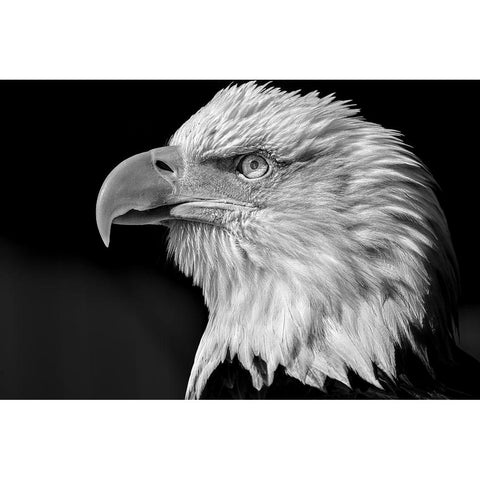 The eye White Modern Wood Framed Art Print by Bisaillon, Martin