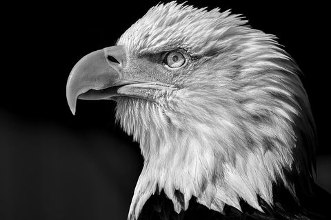 The eye White Modern Wood Framed Art Print with Double Matting by Bisaillon, Martin