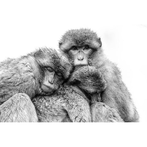 Keep together White Modern Wood Framed Art Print by de Jong, Arendina