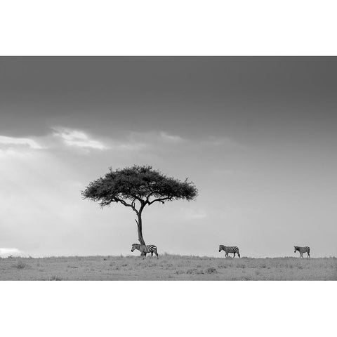 Zebra And Tree White Modern Wood Framed Art Print by Li, Min