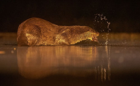 Otter Black Ornate Wood Framed Art Print with Double Matting by Li, Min