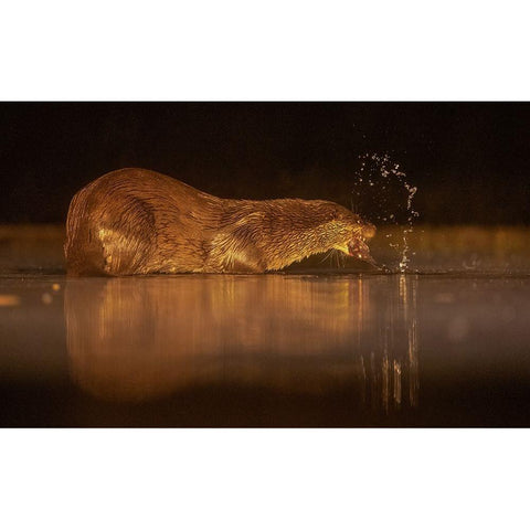 Otter Black Modern Wood Framed Art Print by Li, Min