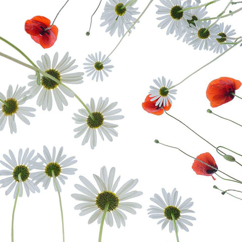 Meadow flowers Black Modern Wood Framed Art Print by Ruckert, Stephan