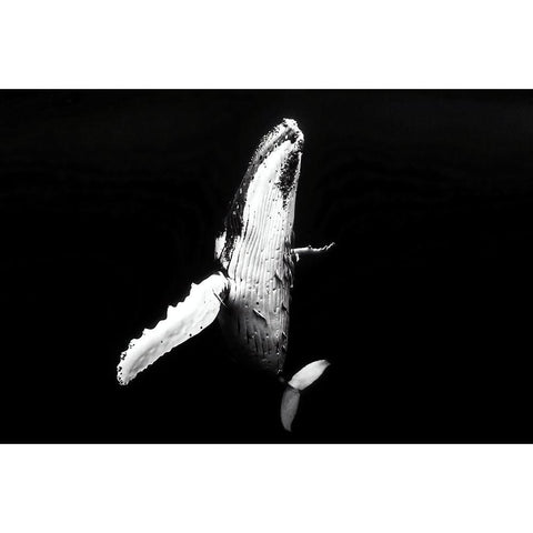 Whale season White Modern Wood Framed Art Print by Melesan, Serge