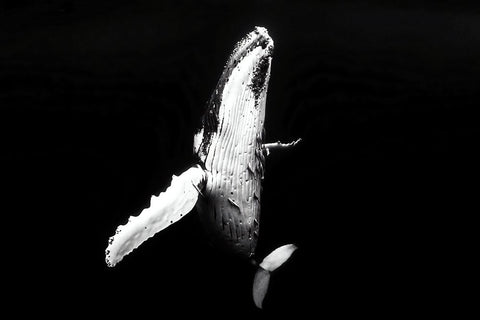Whale season Black Ornate Wood Framed Art Print with Double Matting by Melesan, Serge