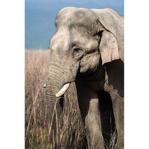 The Gentle Giant! White Modern Wood Framed Art Print by Singodia, Kanchan