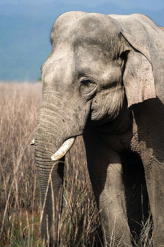 The Gentle Giant! Black Ornate Wood Framed Art Print with Double Matting by Singodia, Kanchan