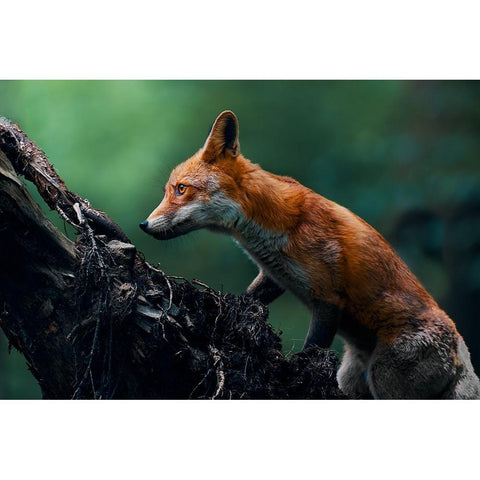 Red fox on patrol Black Modern Wood Framed Art Print by Furch, Lukas