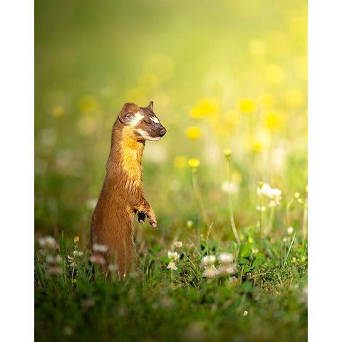 The ElusIVe Long Tailed Weasel With Eyes Closed White Modern Wood Framed Art Print by Karthik