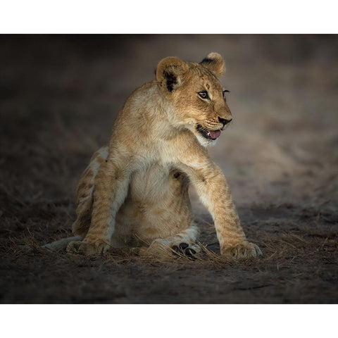 Brave Heart Black Modern Wood Framed Art Print by Sobhi, Ahmed