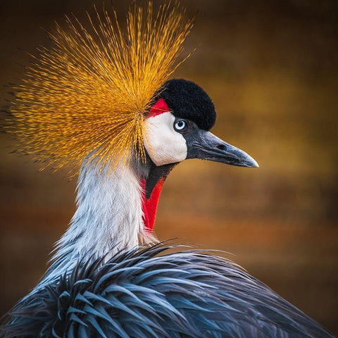 Black crowned crane Black Modern Wood Framed Art Print with Double Matting by Elkahlawi, Ahmed