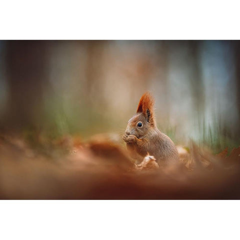 The Red Squirrel (Sciurus Vulgaris) Black Modern Wood Framed Art Print by Rozehnal, Jan