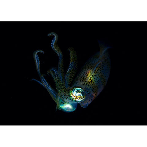 Night Elf (Squid) Black Modern Wood Framed Art Print by Y Lin, Ryan
