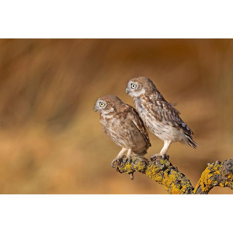 Profile Of Pair Black Modern Wood Framed Art Print with Double Matting by Waldmann, Shlomo