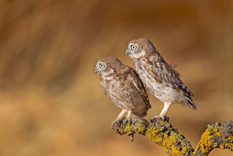 Profile Of Pair White Modern Wood Framed Art Print with Double Matting by Waldmann, Shlomo