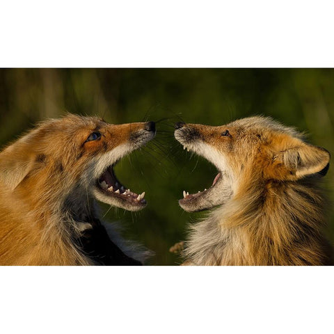 Singing White Modern Wood Framed Art Print by W, Joanna