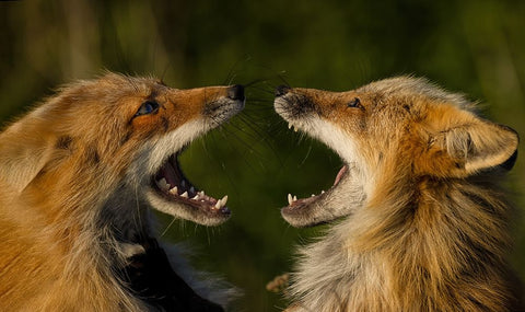 Singing White Modern Wood Framed Art Print with Double Matting by W, Joanna