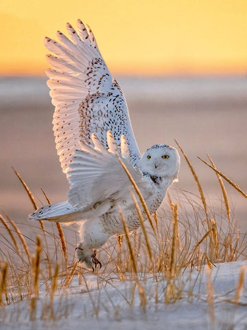 Snowy Owl Black Ornate Wood Framed Art Print with Double Matting by Huang, Tao