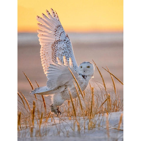 Snowy Owl Black Modern Wood Framed Art Print by Huang, Tao