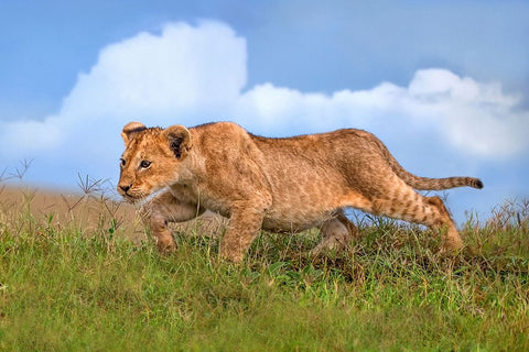 Lion cub on the prowl White Modern Wood Framed Art Print with Double Matting by Ortega, Xavier