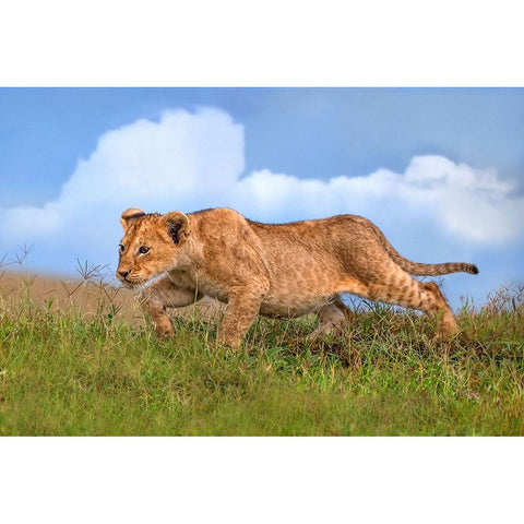 Lion cub on the prowl Black Modern Wood Framed Art Print with Double Matting by Ortega, Xavier