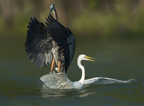 N/A White Modern Wood Framed Art Print with Double Matting by Li, Alex