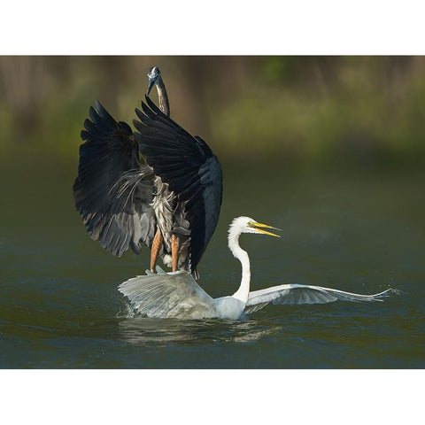 N/A Black Modern Wood Framed Art Print by Li, Alex