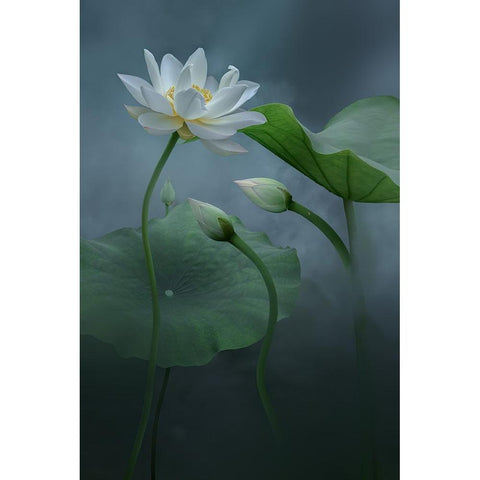 Lotus Black Modern Wood Framed Art Print with Double Matting by Ye, Ningyun