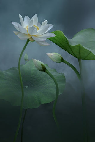 Lotus White Modern Wood Framed Art Print with Double Matting by Ye, Ningyun