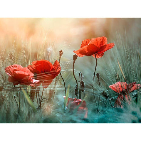 The red poppies Black Modern Wood Framed Art Print with Double Matting by Panaana