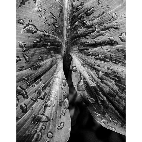Leafy Looks Black Modern Wood Framed Art Print with Double Matting by Allen, Elizabeth