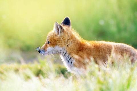 ccc Black Ornate Wood Framed Art Print with Double Matting by Fengying Long