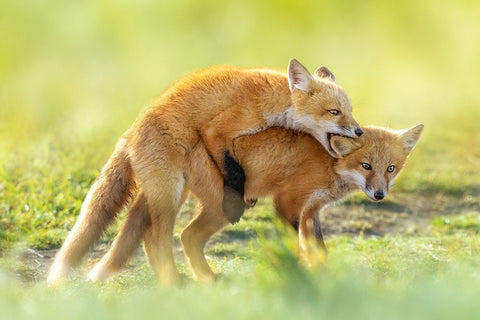 AnÂ‰AeÂˆÂ White Modern Wood Framed Art Print with Double Matting by Fengying Long