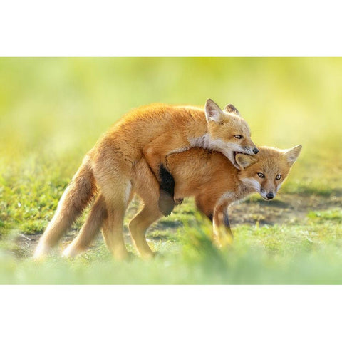 AnÂ‰AeÂˆÂ Black Modern Wood Framed Art Print by Fengying Long