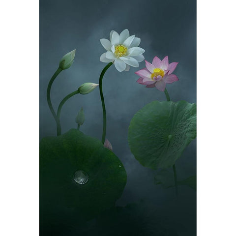 Lotus Black Modern Wood Framed Art Print with Double Matting by Ye, Ningyun