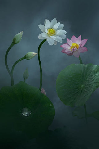 Lotus White Modern Wood Framed Art Print with Double Matting by Ye, Ningyun