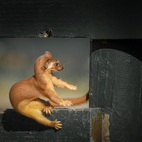 Take A Rest White Modern Wood Framed Art Print with Double Matting by Lian, Wei