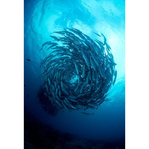 Fish Tornado Gold Ornate Wood Framed Art Print with Double Matting by Y Lin, Ryan