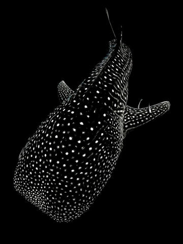 Spotted sea White Modern Wood Framed Art Print with Double Matting by Melesan, Serge