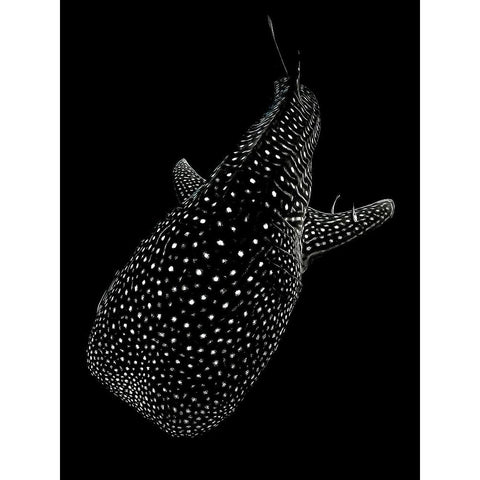 Spotted sea White Modern Wood Framed Art Print by Melesan, Serge