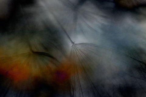 Tragopogon abstract Black Ornate Wood Framed Art Print with Double Matting by Gronkjar, Lotte