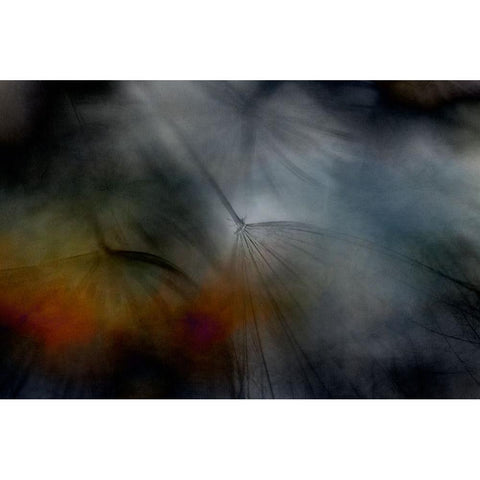 Tragopogon abstract Black Modern Wood Framed Art Print with Double Matting by Gronkjar, Lotte