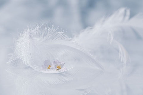 Arioso of spring White Modern Wood Framed Art Print with Double Matting by Kopcev, Igor