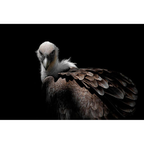 Griffon Vulture Gold Ornate Wood Framed Art Print with Double Matting by Guillemot, Mathilde