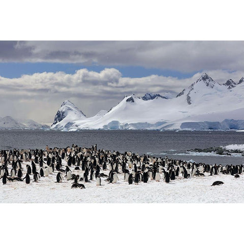 Sunbathing In Antarctica Black Modern Wood Framed Art Print with Double Matting by Uhlig, Dieter