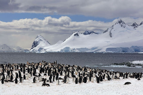 Sunbathing In Antarctica Black Ornate Wood Framed Art Print with Double Matting by Uhlig, Dieter