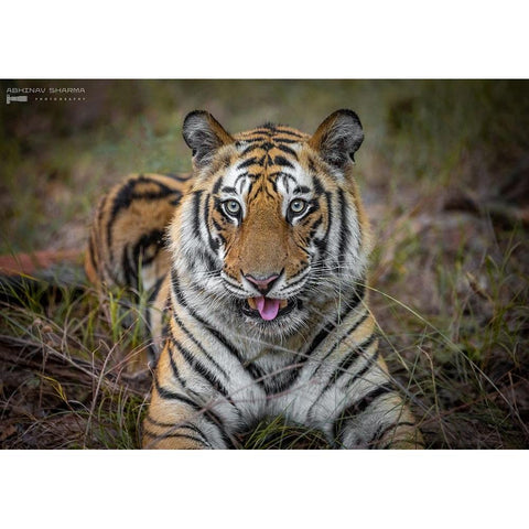 Cheeky Tiger White Modern Wood Framed Art Print by Sharma, Abhinav