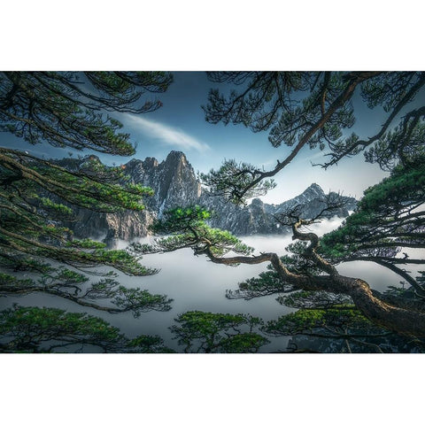 Strange Pine Tree In Yellow Mountain White Modern Wood Framed Art Print by Ye, Ningyun