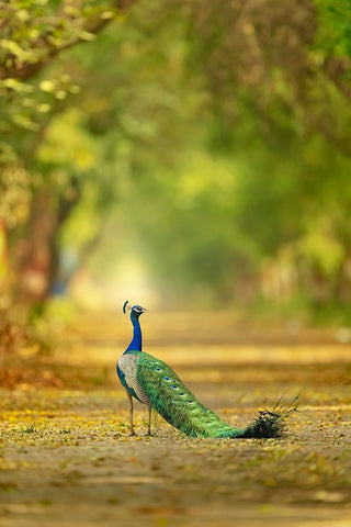 Wild is my favourite Color White Modern Wood Framed Art Print with Double Matting by Deep, Ujjawal